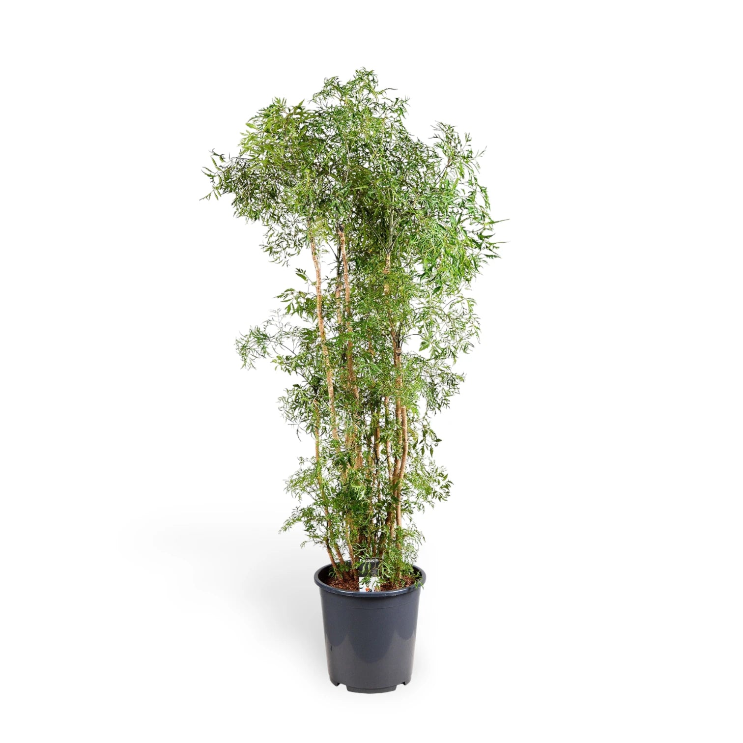Polyscias fruticosa 'Ming' ('Ming Aralia') potted plant in nursery pot on white background.