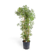 Polyscias fruticosa 'Ming' ('Ming Aralia') potted plant in nursery pot on white background.