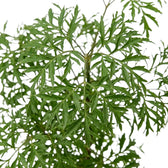 Polyscias fruticosa 'Ming' – Nahaufnahme fein geteilter grüner Blätter an schlanken Trieben