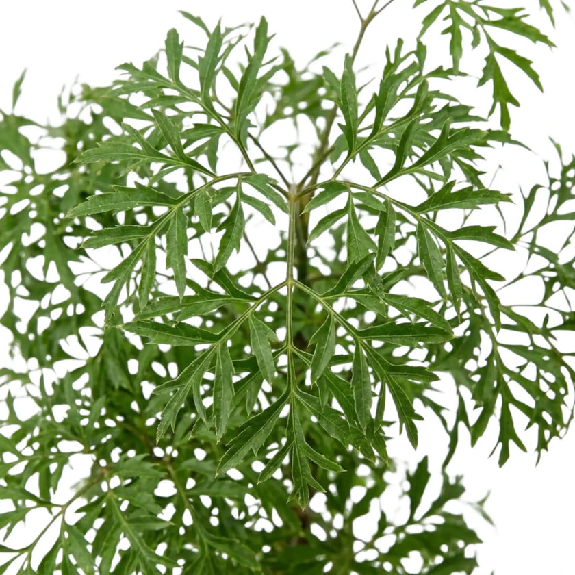 Polyscias fruticosa 'Ming' – Nahaufnahme fein geteilter grüner Blätter an schlanken Trieben