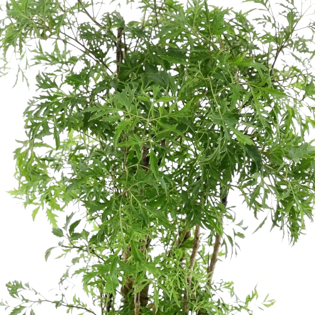 Polyscias fruticosa 'Ming' – Blattdetail mit fein eingeschnittenen grünen Blättchen und feiner Verzweigung