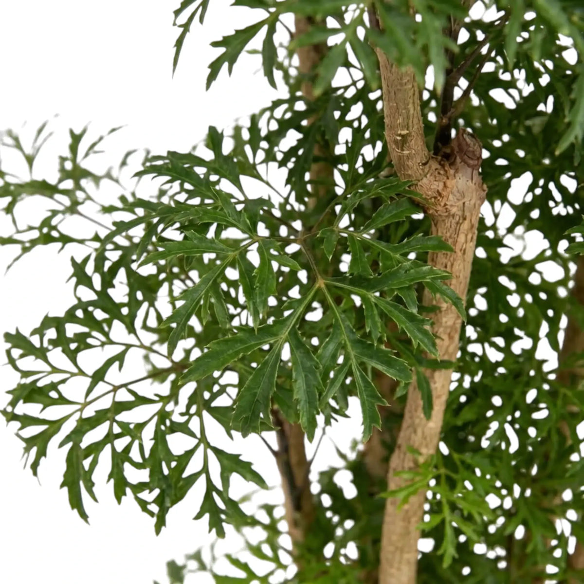 Ming-Aralie – Blattdetail mit gelappten grünen Blättchen in Gruppen an rötlich braunen Trieben