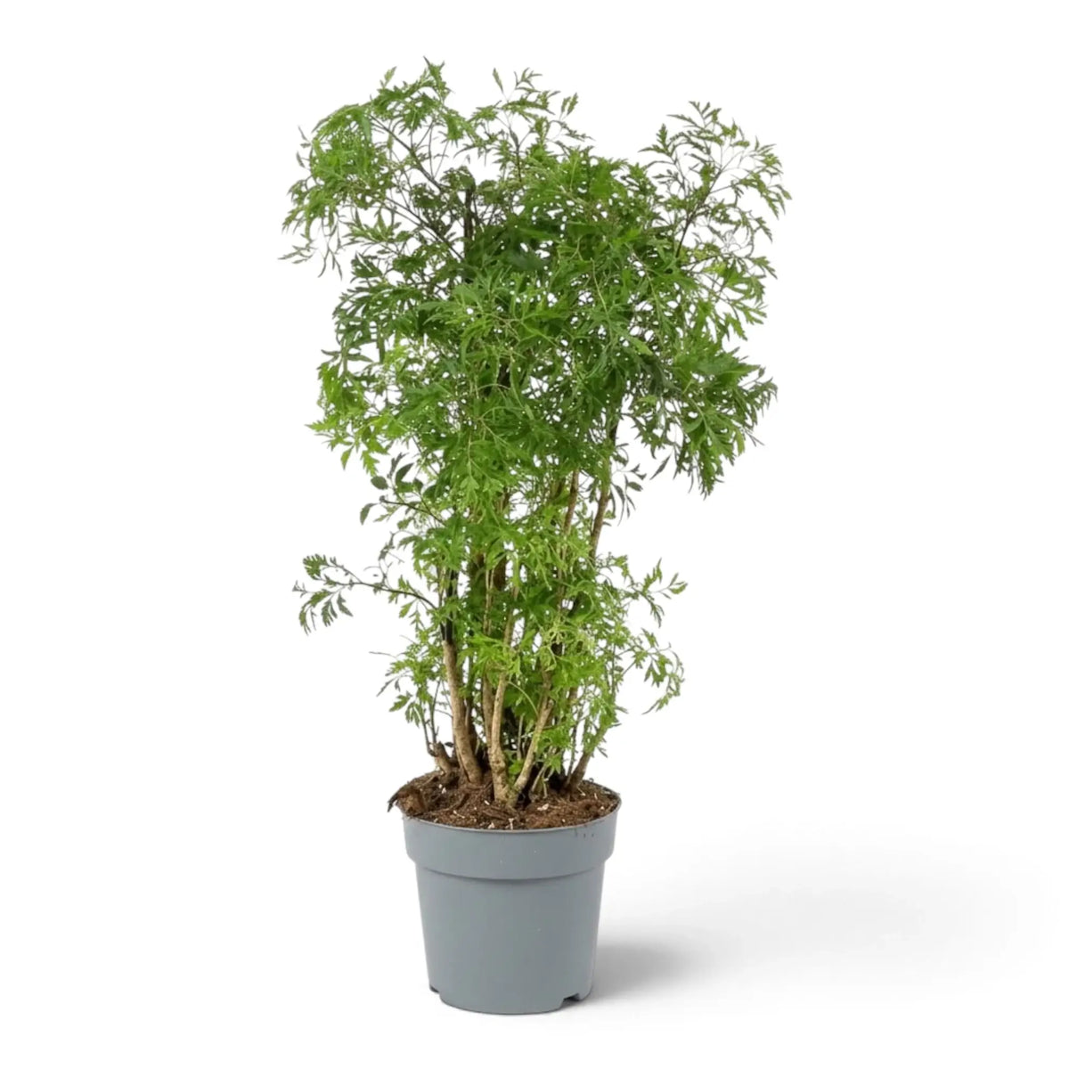 Polyscias fruticosa 'Ming' mit feinem dunkelgrünem Blattwerk an schlanken rötlich braunen verholzten Trieben