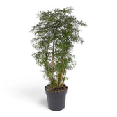 Polyscias fruticosa 'Ming' mit mehreren verholzten Stämmen und dichtem, fein eingeschnittenem grünen Blattwerk
