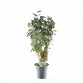 Polyscias scutellaria 'Fabian' potted plant in nursery pot on white background.