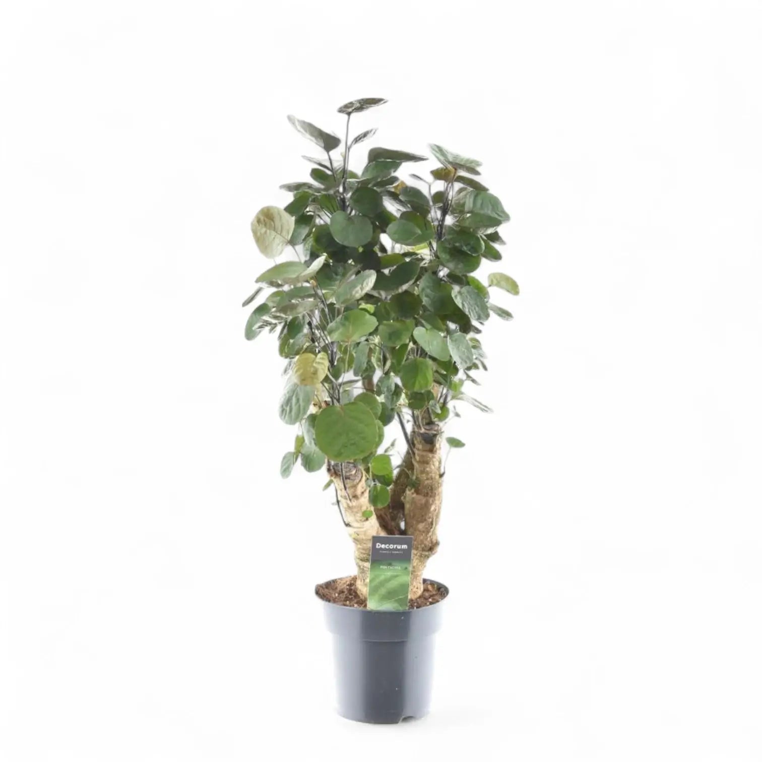 Polyscias scutellaria 'Fabian' potted plant in nursery pot on white background.