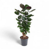 Polyscias scutellaria 'Fabian' potted plant in nursery pot on white background.