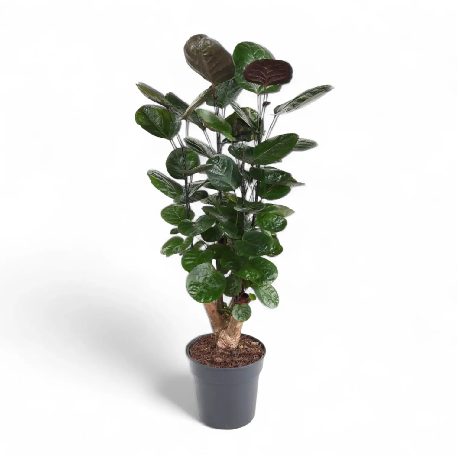 Polyscias scutellaria 'Fabian' potted plant in nursery pot on white background.