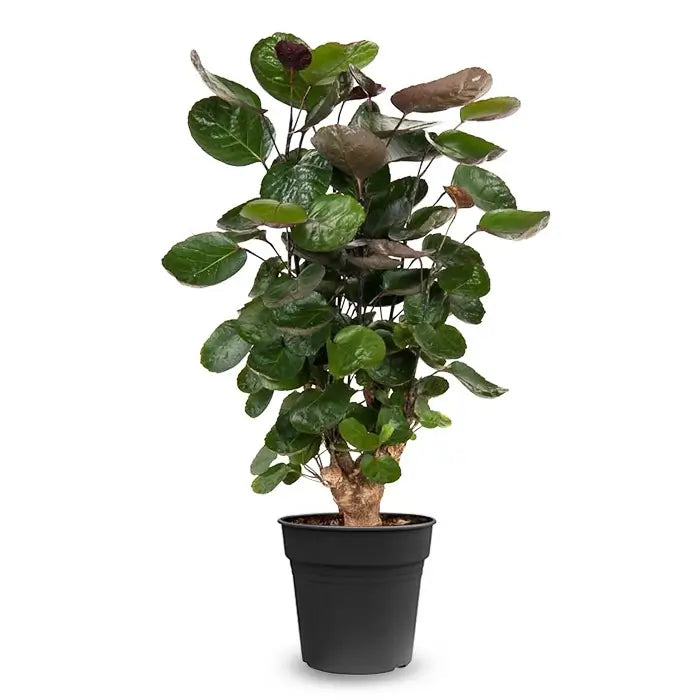 Polyscias scutellaria 'Fabian' potted plant in nursery pot on white background.