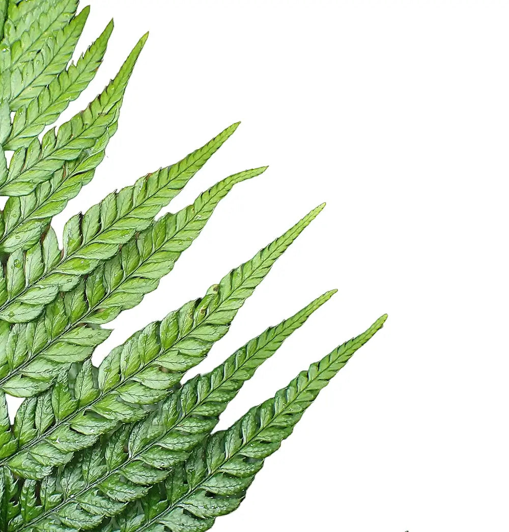 Polystichum luctuosum – Blattdetail vor weißem Hintergrund..