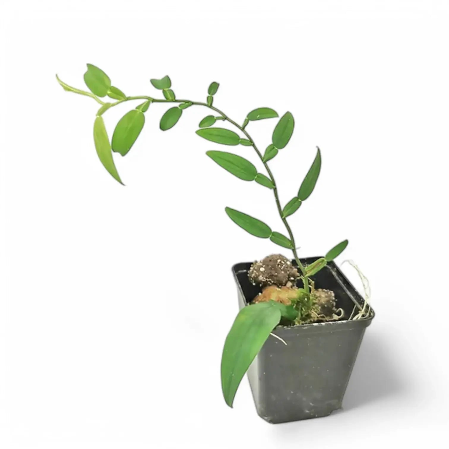 Pothos scandens potted plant in nursery pot on white background.