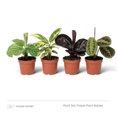 Prayer Plant Babies plant set with four young patterned plants lined up in nursery pots