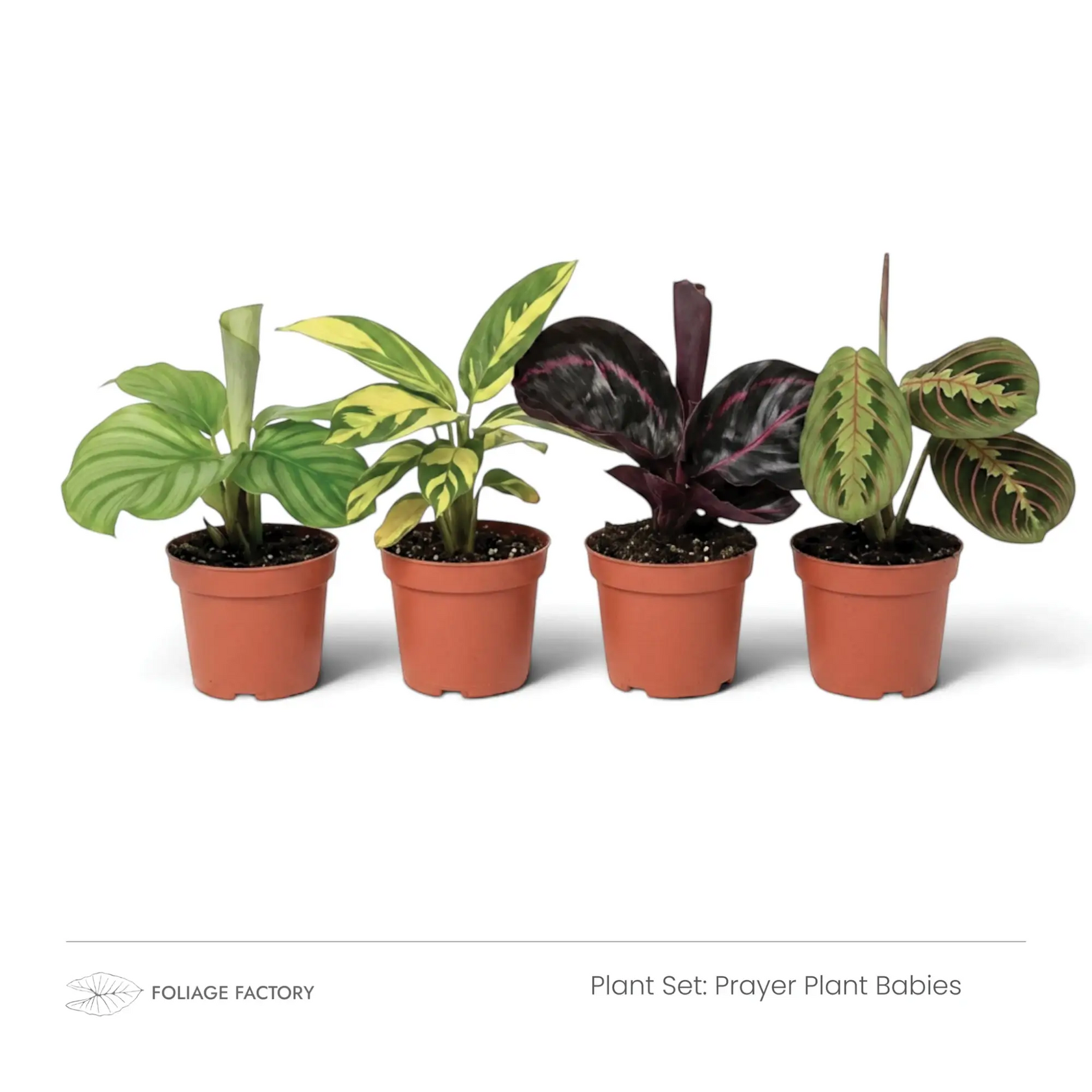 Prayer Plant Babies plant set with four young patterned plants lined up in nursery pots