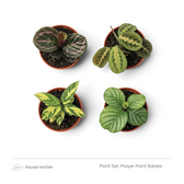 Prayer Plant Babies plant set with four young patterned plants viewed from above