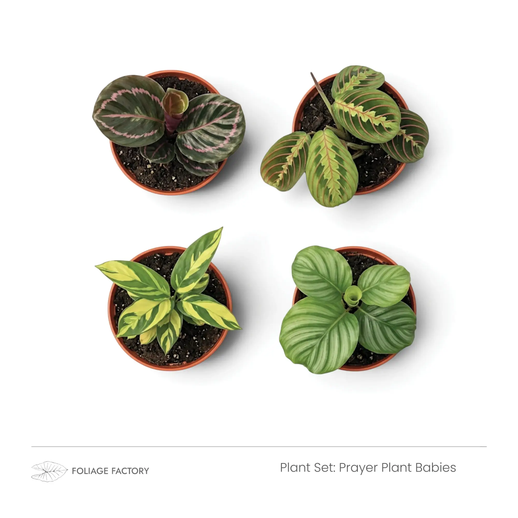 Prayer Plant Babies plant set with four young patterned plants viewed from above