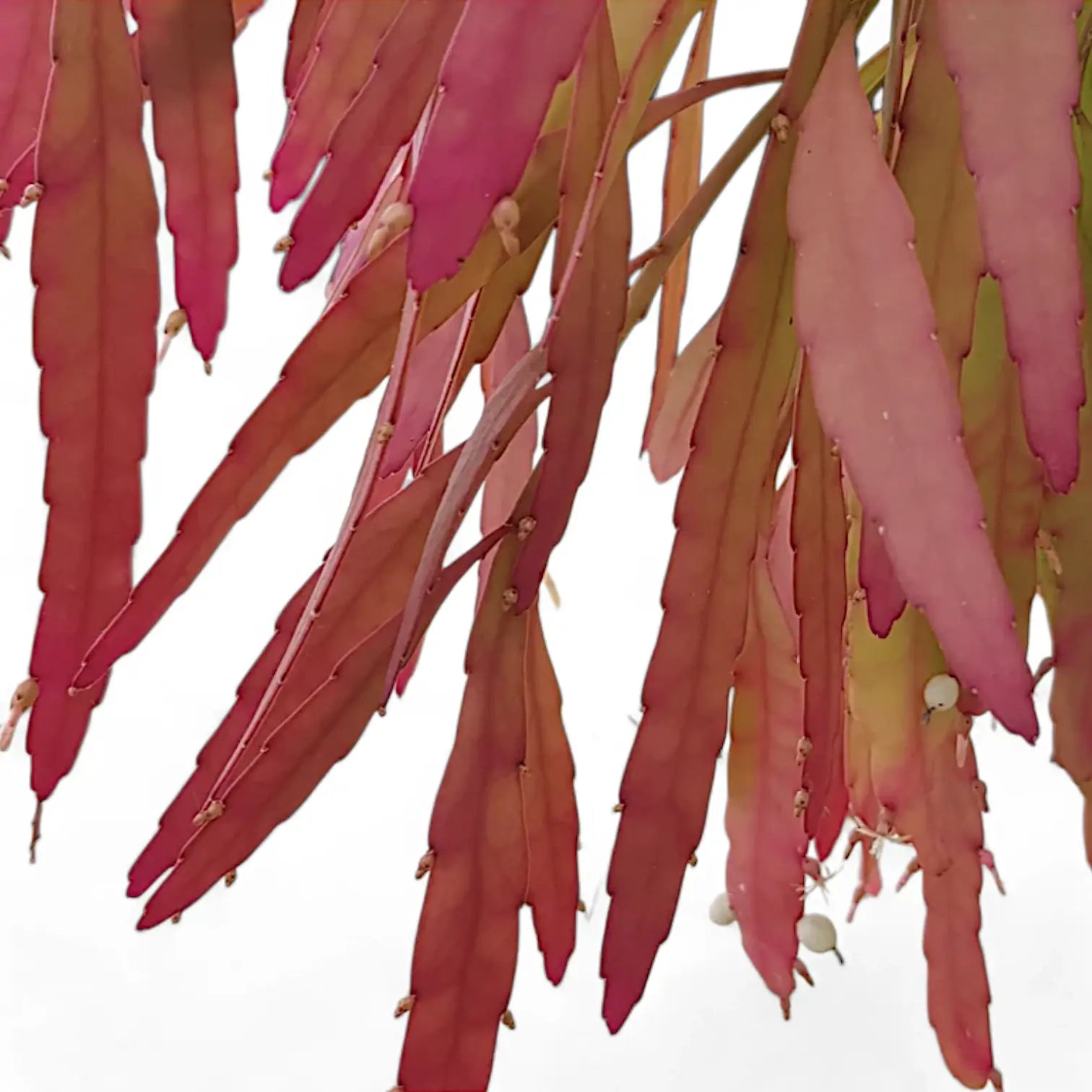 Pseudorhipsalis ramulosa subsp. ramulosa 'Red Coral' – Blattdetail vor weißem Hintergrund..