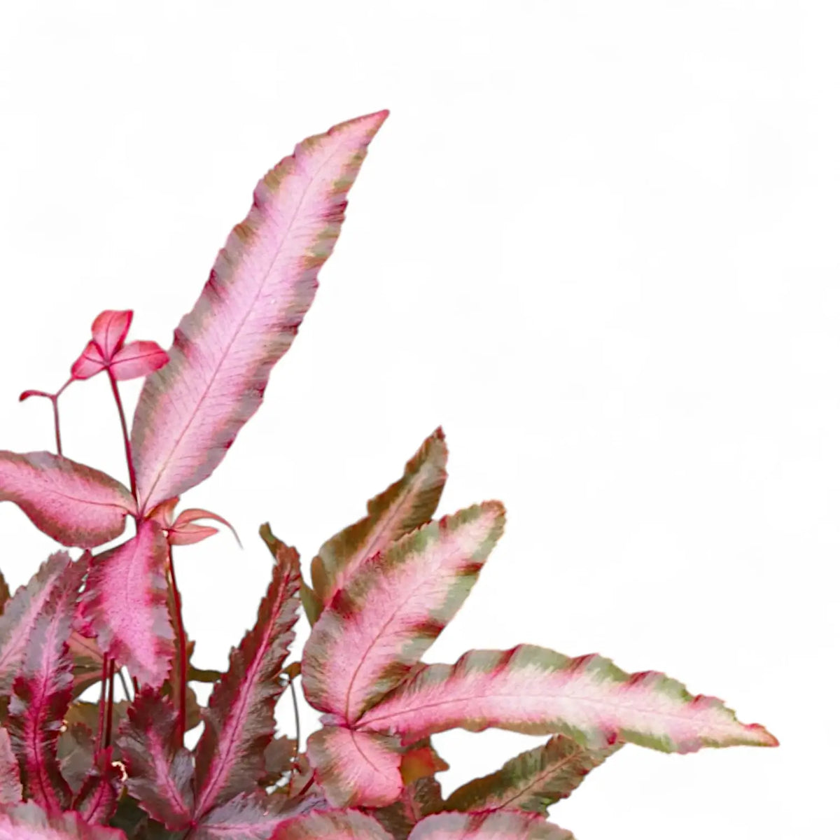 Pteris cretica 'Albolineata Pink' – Pink-Tinted Variegated Fern