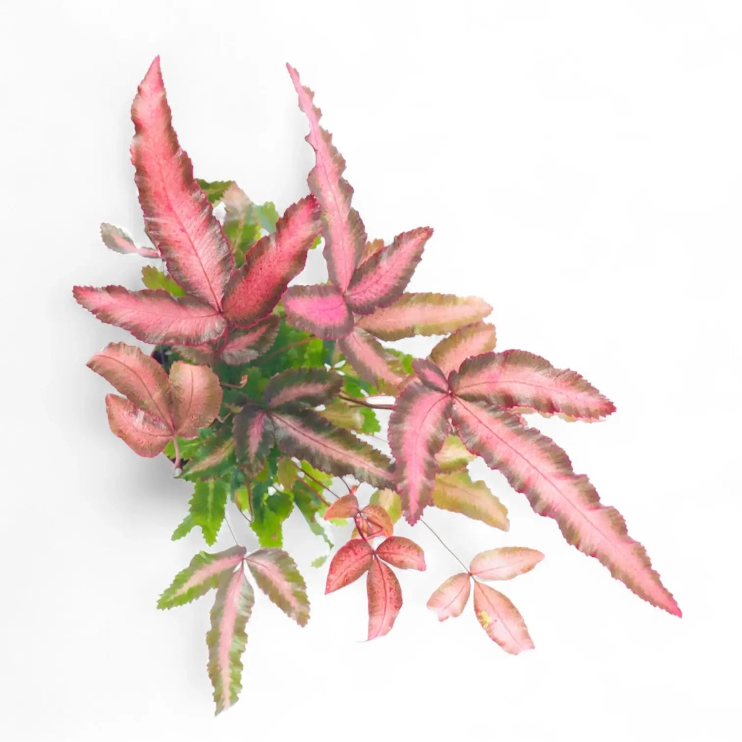 Pteris cretica 'Albolineata Pink' – Pink-Tinted Variegated Fern
