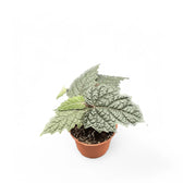 Pterisanthes sp. Papua Zimmerpflanze im Anzuchttopf vor weißem Hintergrund, Produktfoto 4.
