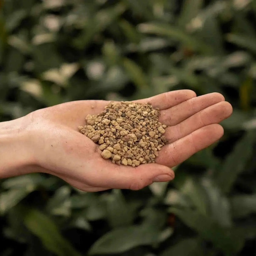 Bims vor weißem Hintergrund, Produktfoto 2.