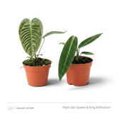Queen & King Anthurium plant set with two young Anthuriums in nursery pots, front view