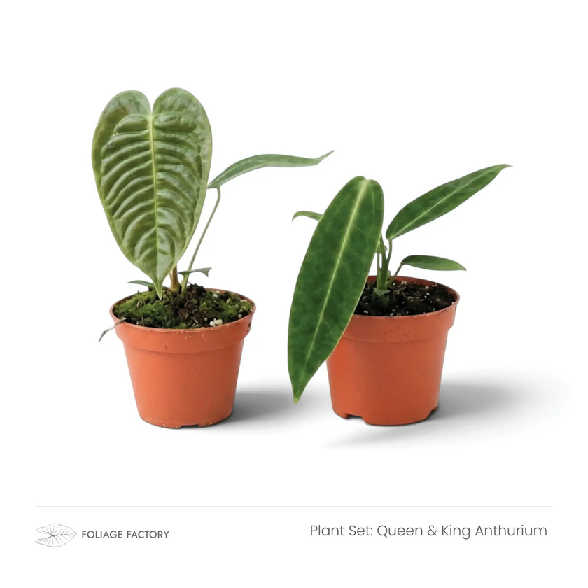 Queen & King Anthurium plant set with two young Anthuriums in nursery pots, front view