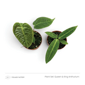 Queen & King Anthurium plant set with two young Anthuriums viewed from above