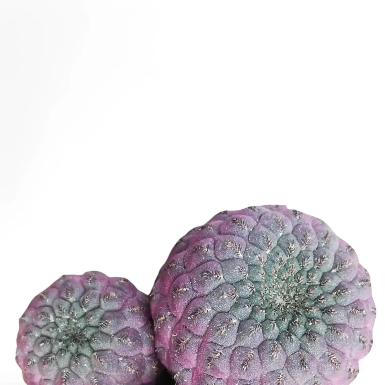 Rebutia canigueralii 'Violet' – Blattdetail vor weißem Hintergrund..