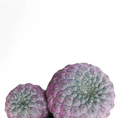 Rebutia canigueralii 'Violet' close-up of leaf on white background.