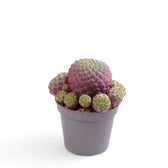 Rebutia canigueralii 'Violet' potted plant in nursery pot on white background.