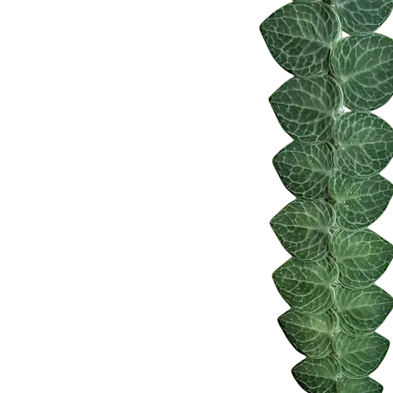 Rhaphidophora cryptantha leaf detail on white background.