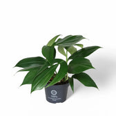 Rhaphidophora decursiva 'Dragon Tail' potted plant in nursery pot on white background.