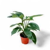 Rhaphidophora decursiva 'Dragon Tail' potted plant in nursery pot on white background.