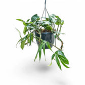 Rhaphidophora decursiva 'Dragon Tail' potted plant in nursery pot on white background.