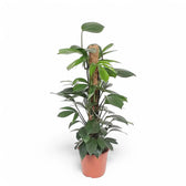 Rhaphidophora decursiva 'Dragon Tail' potted plant in nursery pot on white background.