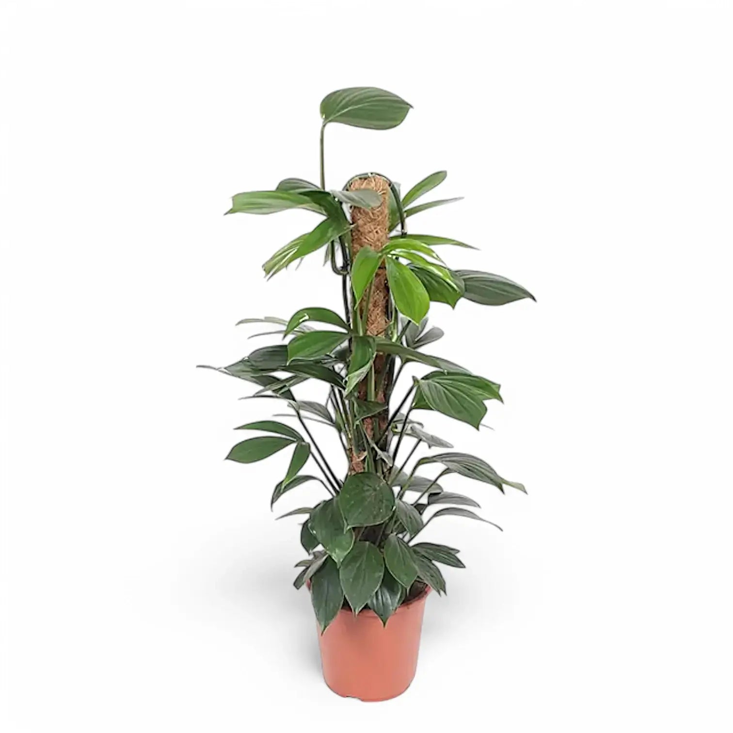 Rhaphidophora decursiva 'Dragon Tail' potted plant in nursery pot on white background.