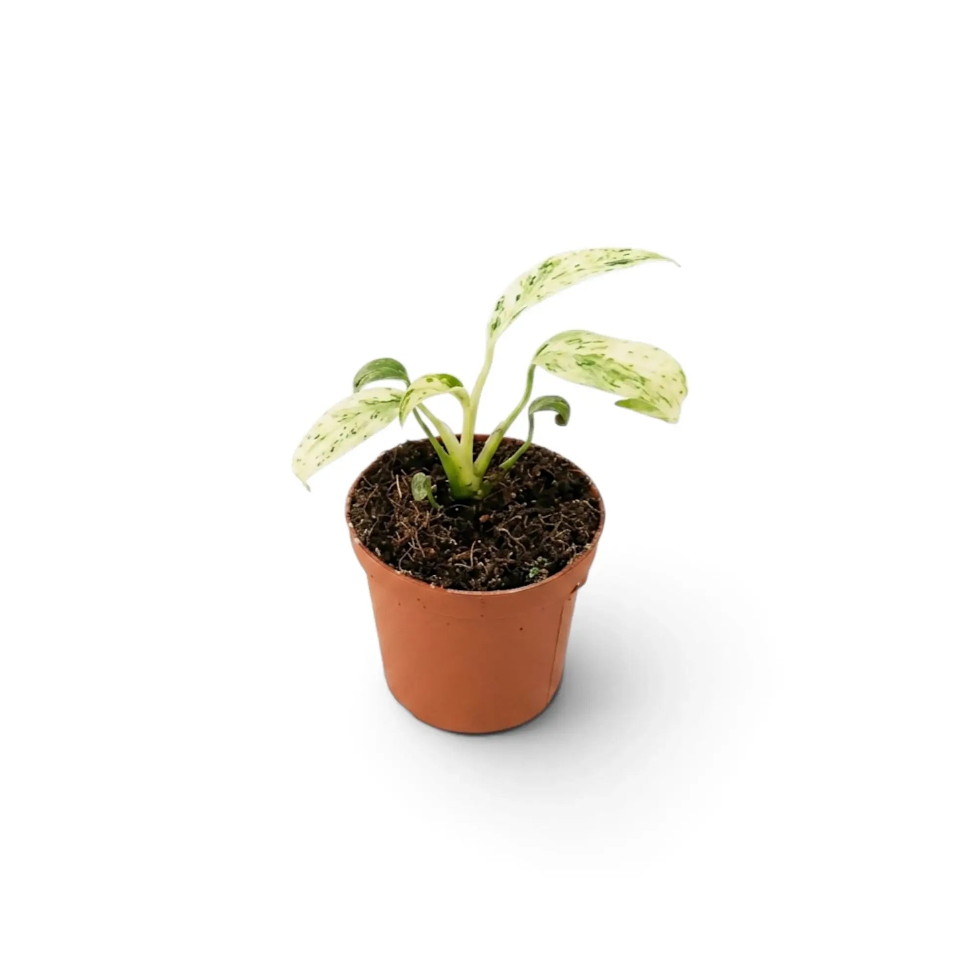 Baby Rhaphidophora foraminifera Variegata in a nursery pot, showing variegated leaves