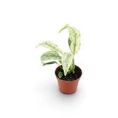 Baby Rhaphidophora foraminifera Variegata in a nursery pot, showing variegated leaves