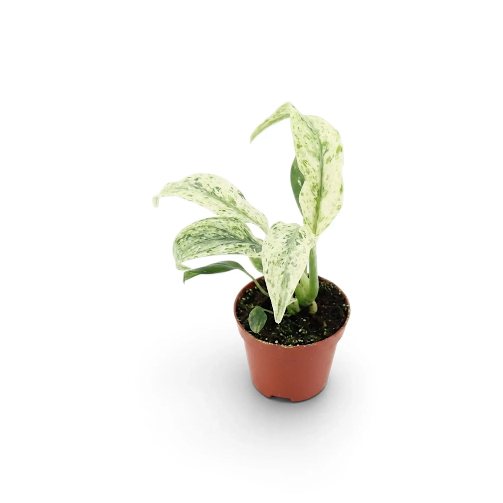 Baby Rhaphidophora foraminifera Variegata in a nursery pot, showing variegated leaves