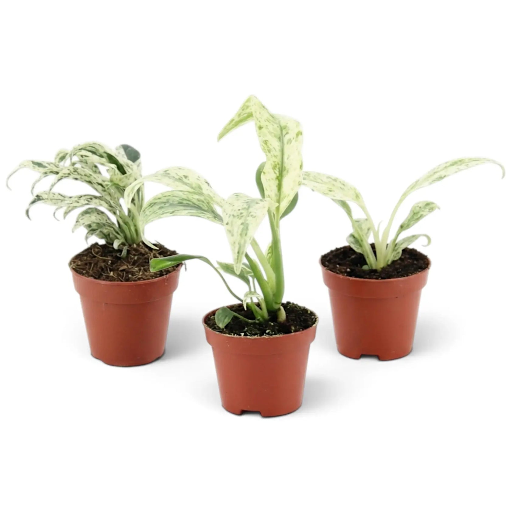 Baby Rhaphidophora foraminifera Variegata in a nursery pot, showing variegated leaves