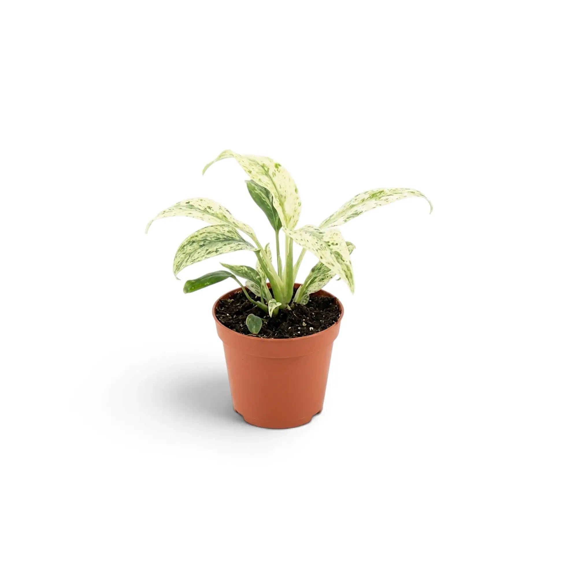 Baby Rhaphidophora foraminifera Variegata in a nursery pot, showing variegated leaves