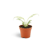 Baby Rhaphidophora foraminifera Variegata in a nursery pot, showing variegated leaves