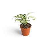 Baby Rhaphidophora foraminifera Variegata in a nursery pot, showing variegated leaves