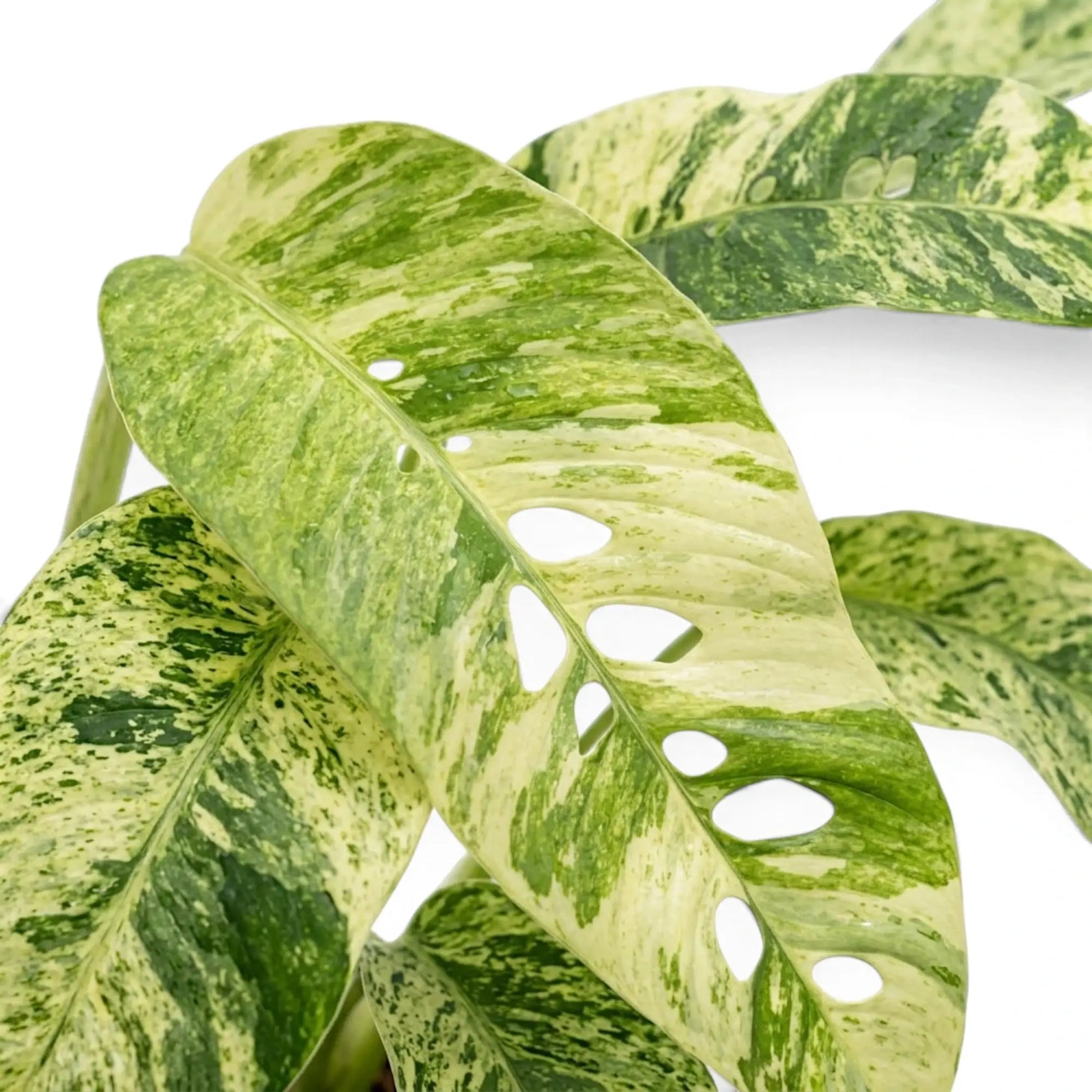 Rhaphidophora foraminifera variegata leaf close-up