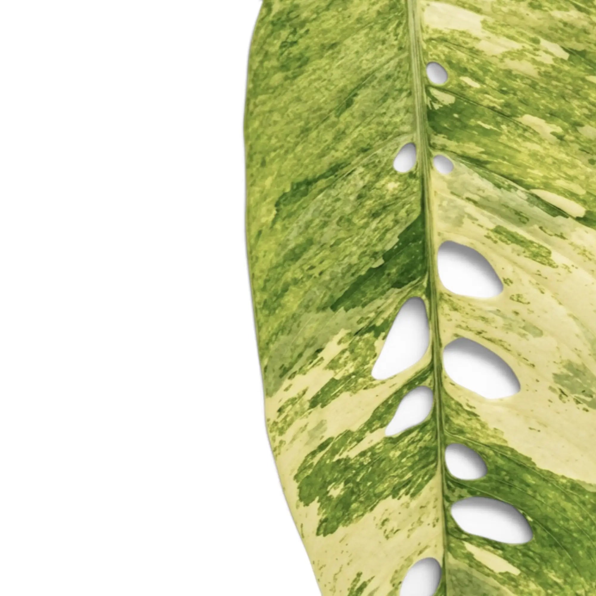 Rhaphidophora foraminifera variegata leaf close-up
