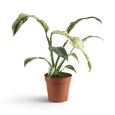 Rhaphidophora foraminifera variegata in a nursery pot