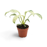 Rhaphidophora foraminifera variegata in a nursery pot