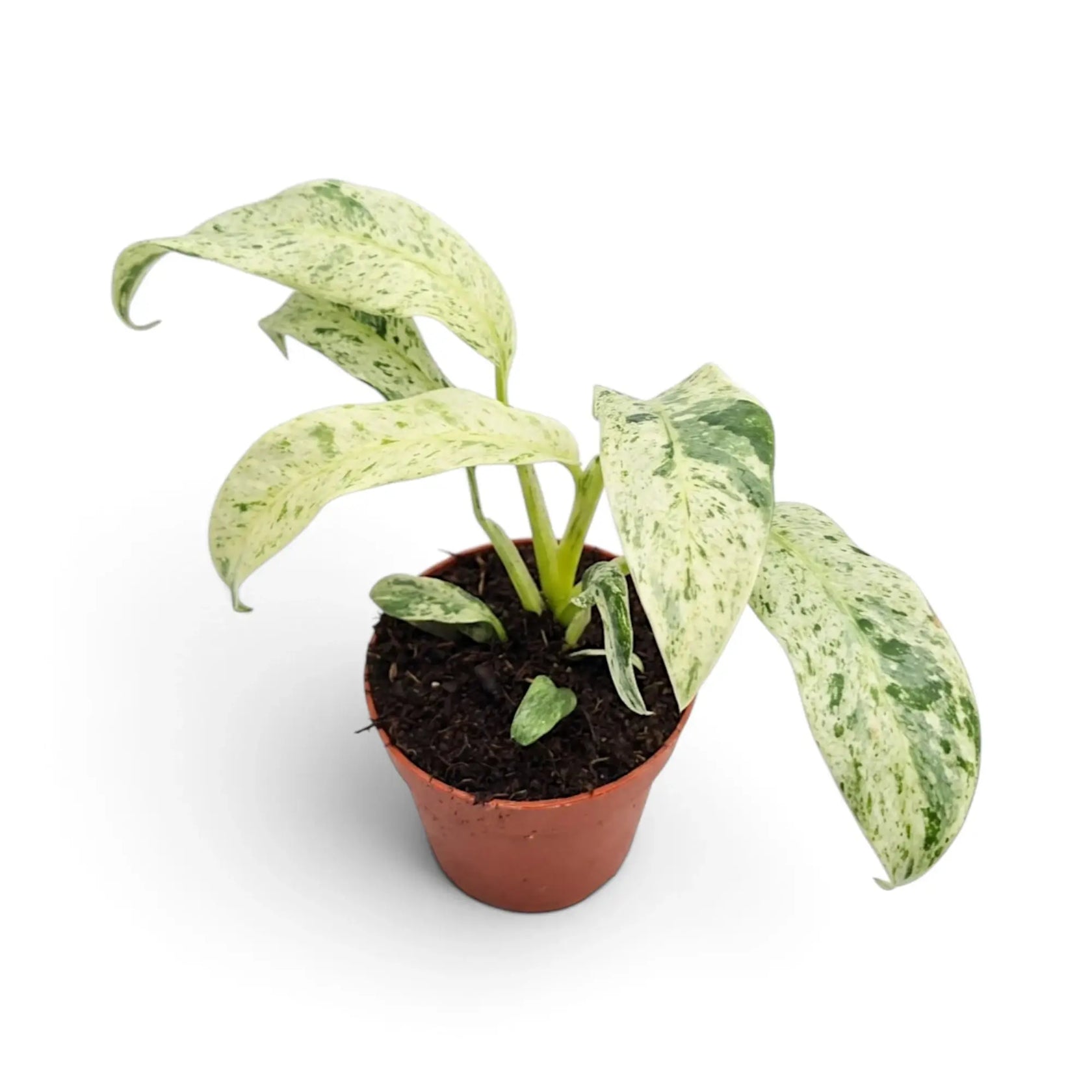 Rhaphidophora foraminifera variegata in a nursery pot