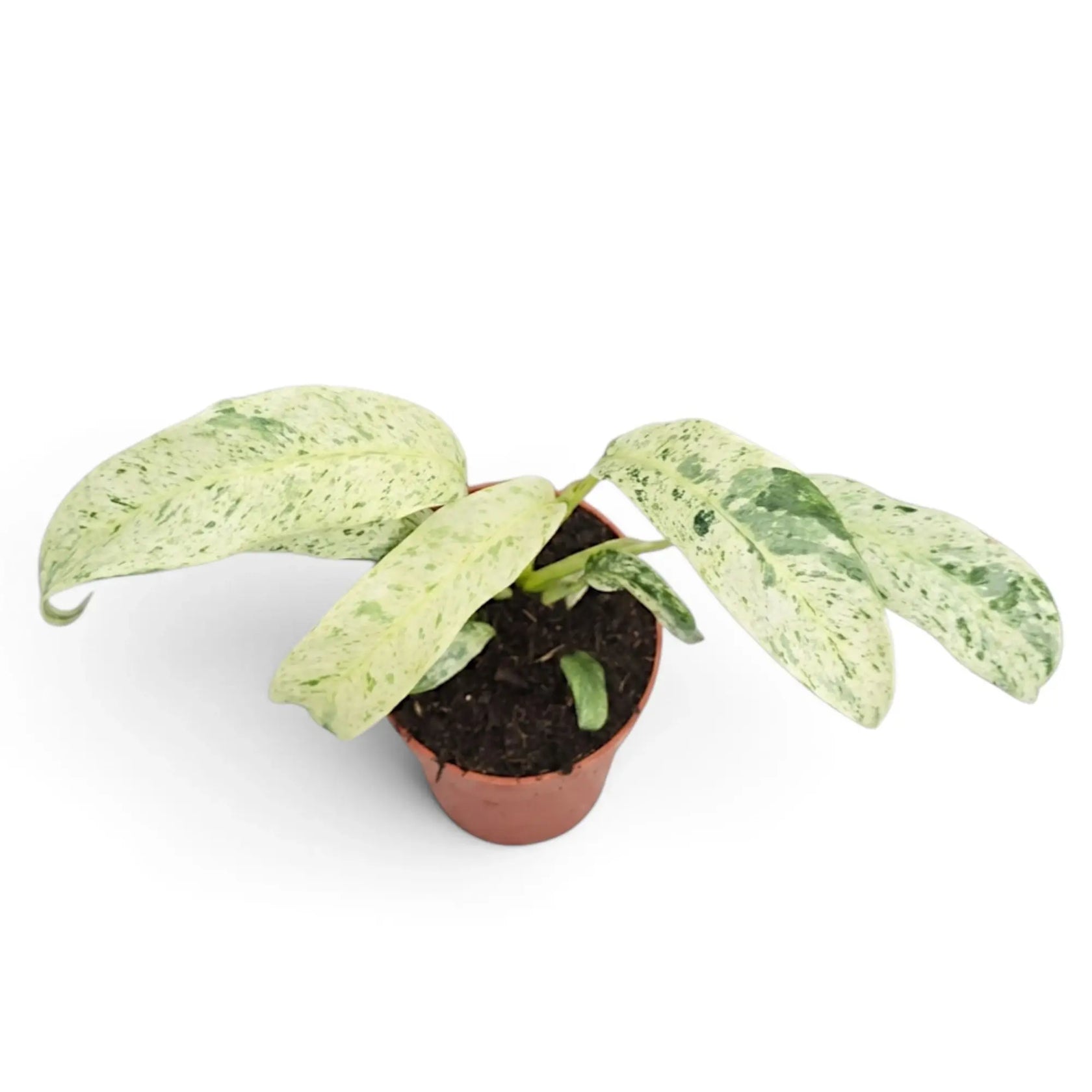 Rhaphidophora foraminifera variegata in a nursery pot