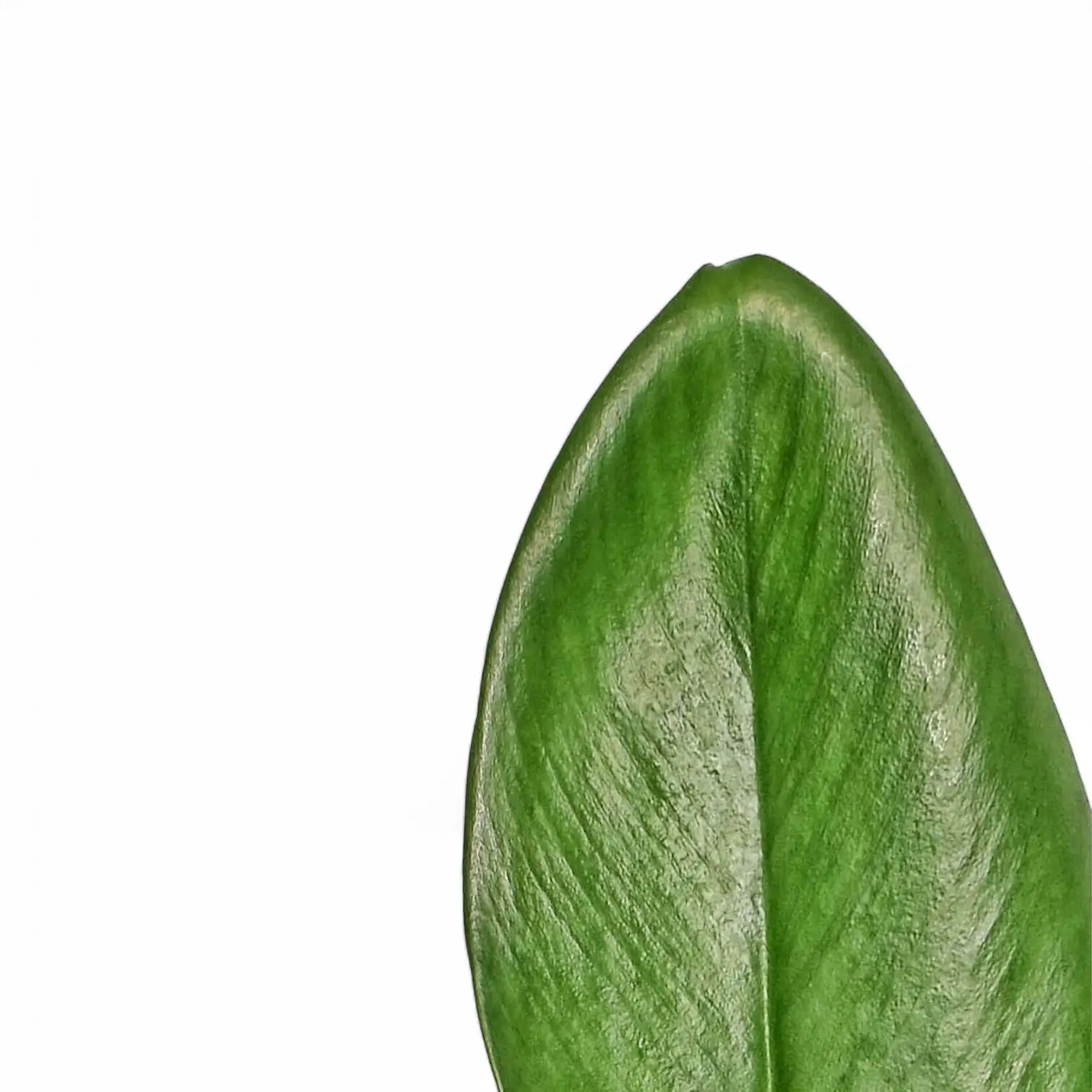 Rhaphidophora hongkongensis leaf close-up on white background.